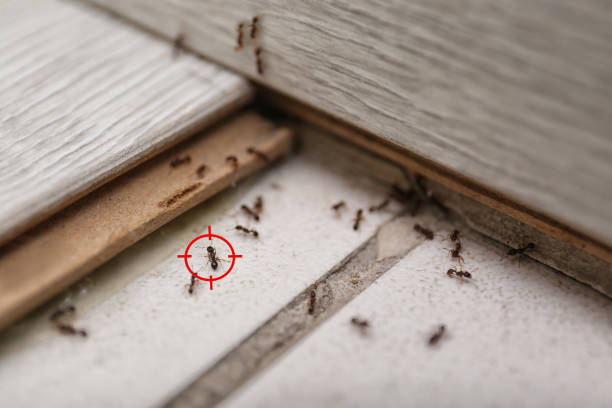 Best Cockroach Control Services  in Glen Gardner, NJ