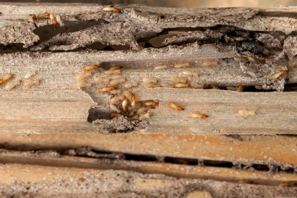 Best Pest Control for Restaurants  in Glen Gardner, NJ
